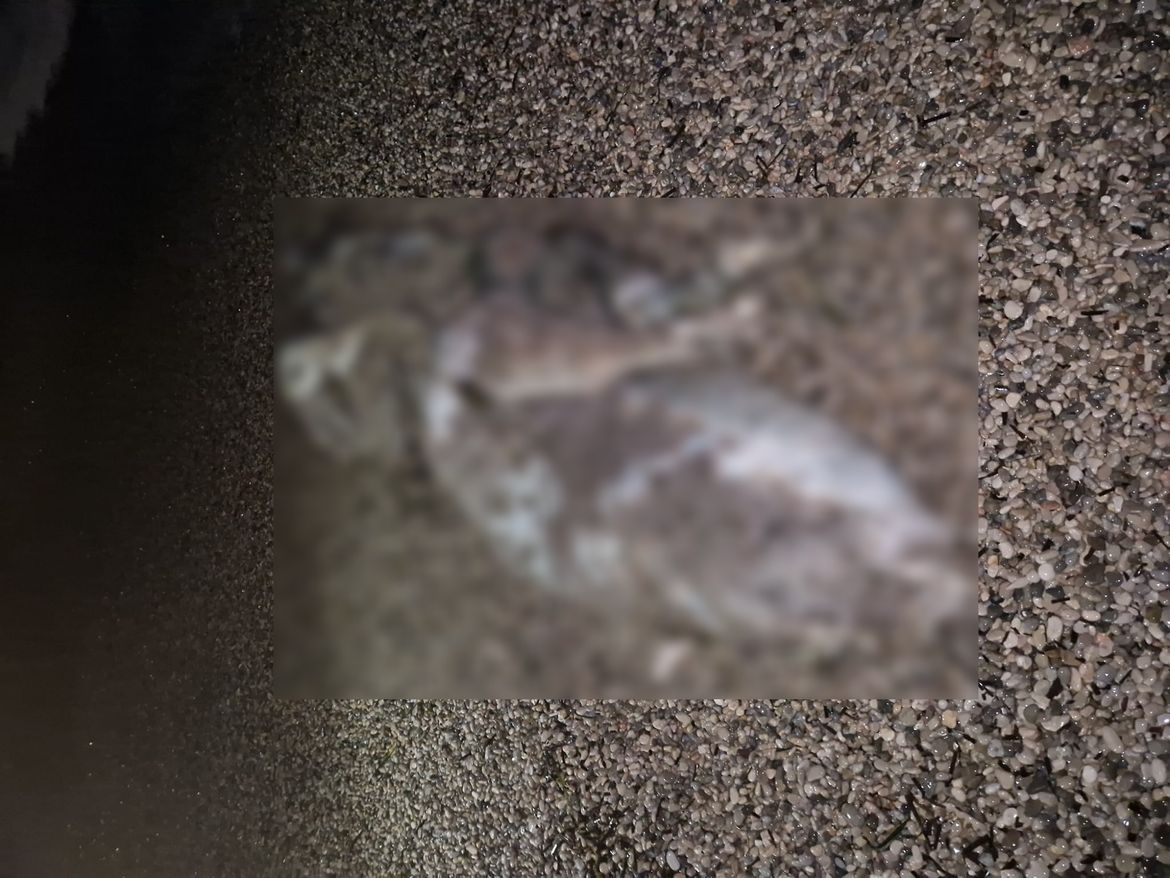 FOTO/VIDEO More u Komiži na plažu izbacilo – kravu!