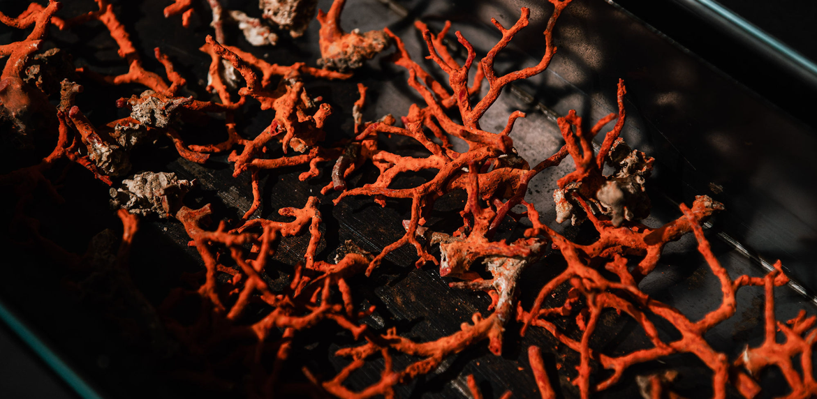 Centar Koralja Zlarin rastura! U tri mjeseca preko 10 tisuća posjetitelja