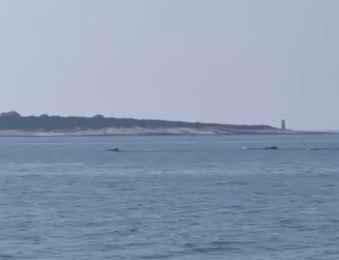 VIDEO Kod Hvara snimljena skupina kitova