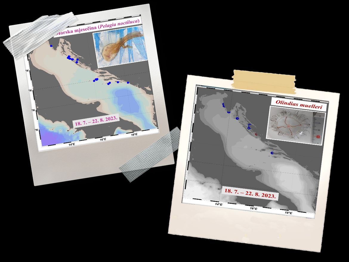Institut za istraživanje mora zaprimio više dojava o opeklinama meduza: "Dvije su jako toksične!"