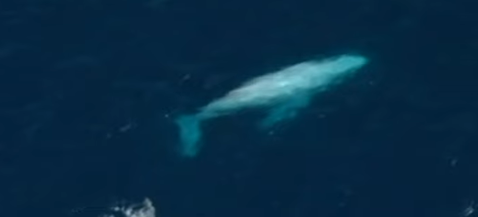 VIDEO Dron snimio rijetku Albino bebu grbavog kita kako pliva s mamom