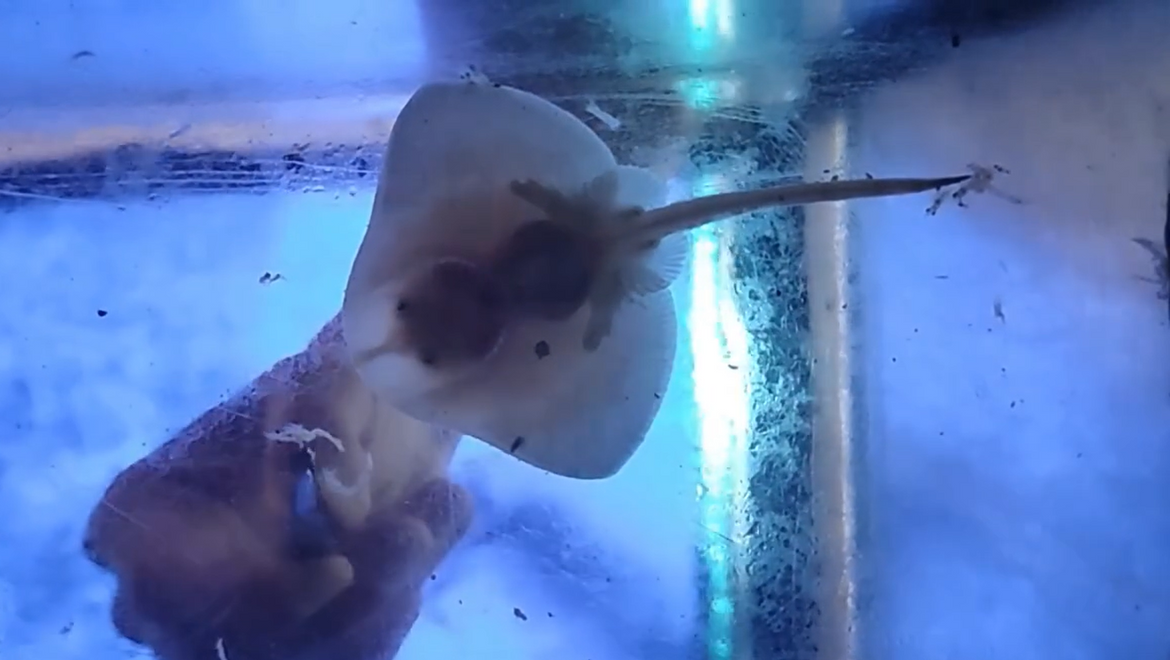 VIDEO Dvije raže zvjezdopjege prvi put izvaljene u pulskom akvariju