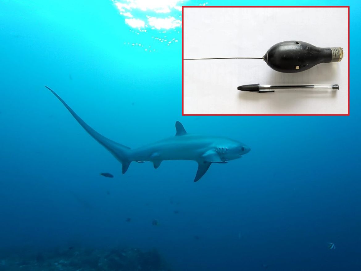 Talijanski znanstvenici traže uređaj koji se odlijepio s morskog psa kojeg su pratili u Jadranu