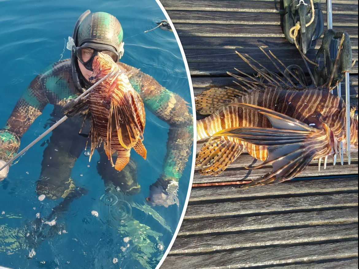 Invazija otrovnih vatrenjača na Jadran se nastavlja - Stručnjaci savjetuju: "Čuvajmo hobotnice i kirnje, jer oni ih jedino mogu kontrolirati!"