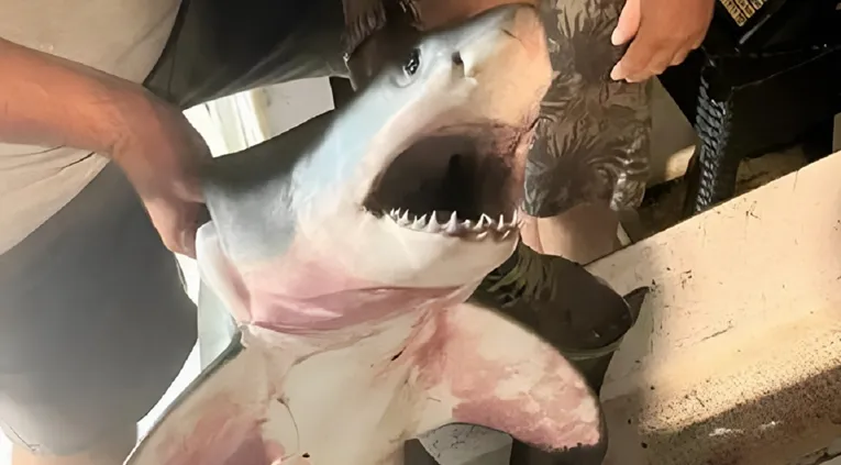 Kod Rogoznice ulovljena velika bijela psina - Ribari je prodali iako je zaštićena vrsta!