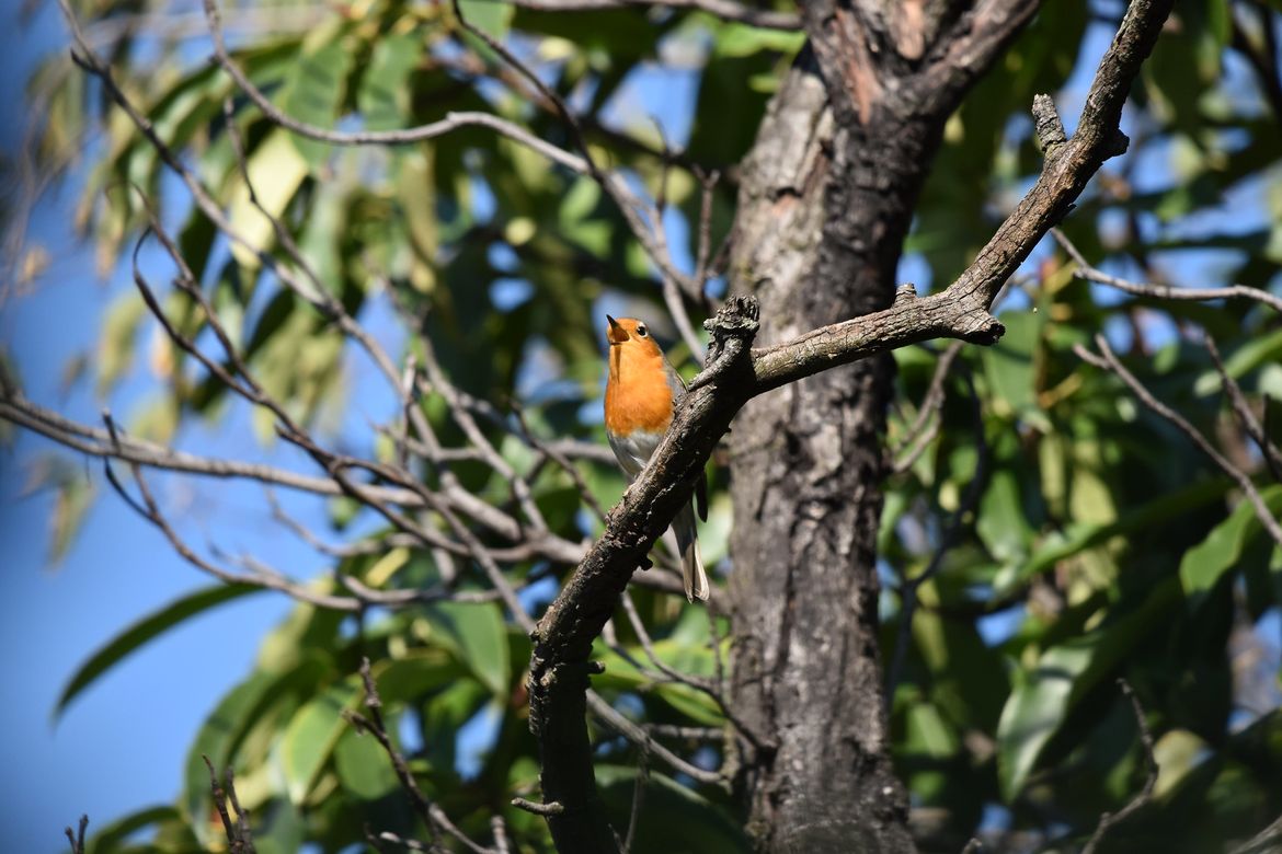 Otkrijte fascinantni svijet migracije ptica - Milijuni ptica selica napuštaju Europu leteći prema svojim zimovalištima na jugu