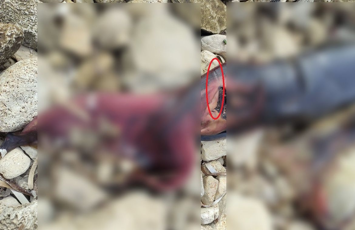 Na Lastovu pronađen leš dupina: "Na repu vidljivi tragovi od špage ili ribolovnog alata"