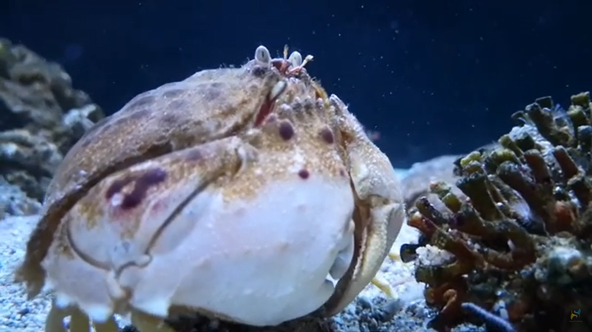 VIDEO Crvenopjegave rakovice slove za jedne od najljepših rakova