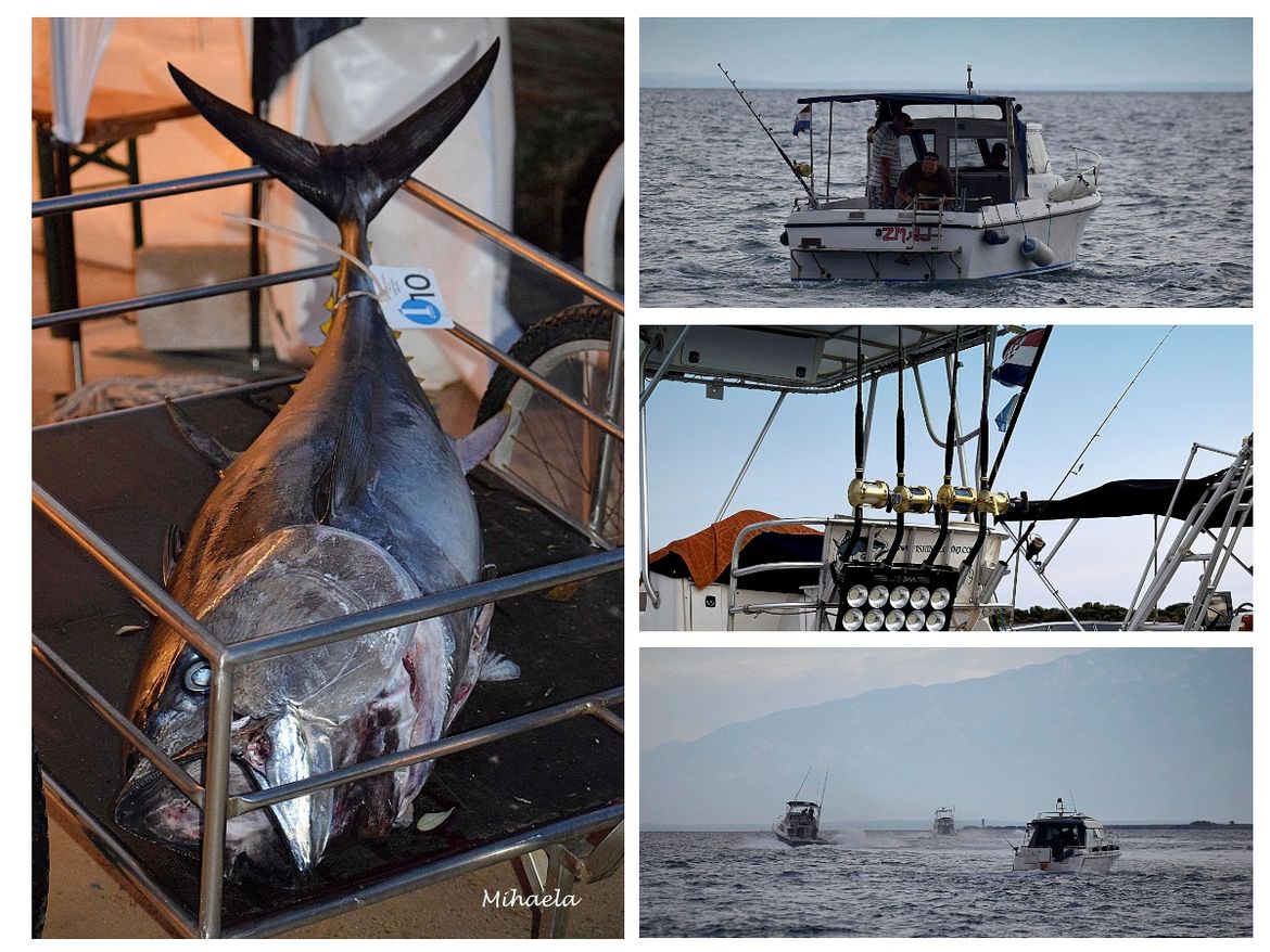 FOTO Između Krka i Murtera samo je Silba: Održano BIG GAME FISHING SILBA natjecanje u lovu na veliku ribu