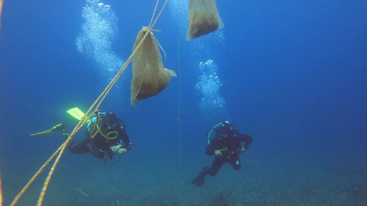 IMA LI ŽIVIH? Stručnjaci na Lastovu u potrazi za plemenitom periskom: "Loše vijesti treću godinu zaredom"