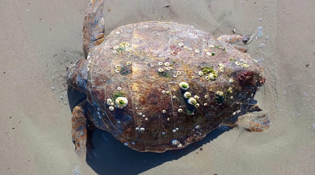 Na plaži južnog Jadrana pronađena glavata želva s teškom ozljedom glave