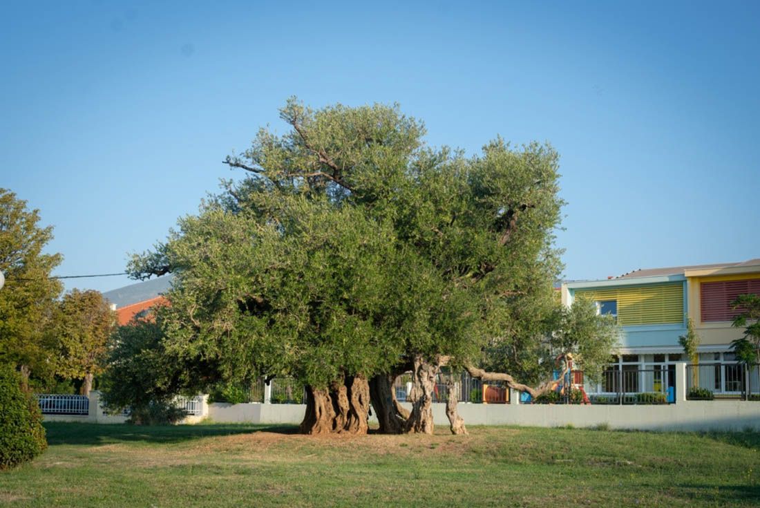 Odgađa se berba 1500 godina stare kaštelanske masline