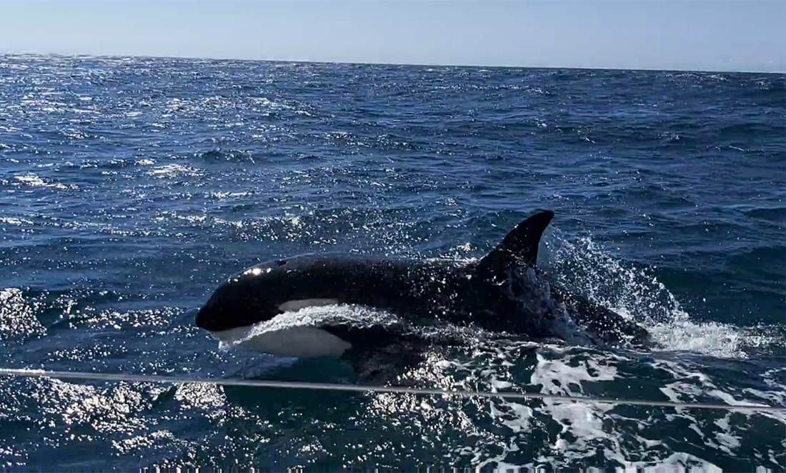 Snimke orki koje ubijaju velike bijele psine uznemirile su i šokirale javnost