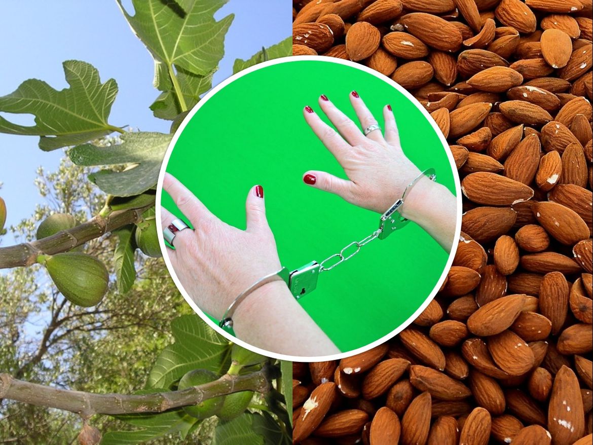 Nepostojeće smokve i bademi na 900 tisuća kvadrata - Tko je riječka poduzetnica iz istrage EPPO-a i nevjerojatnih muljaža?