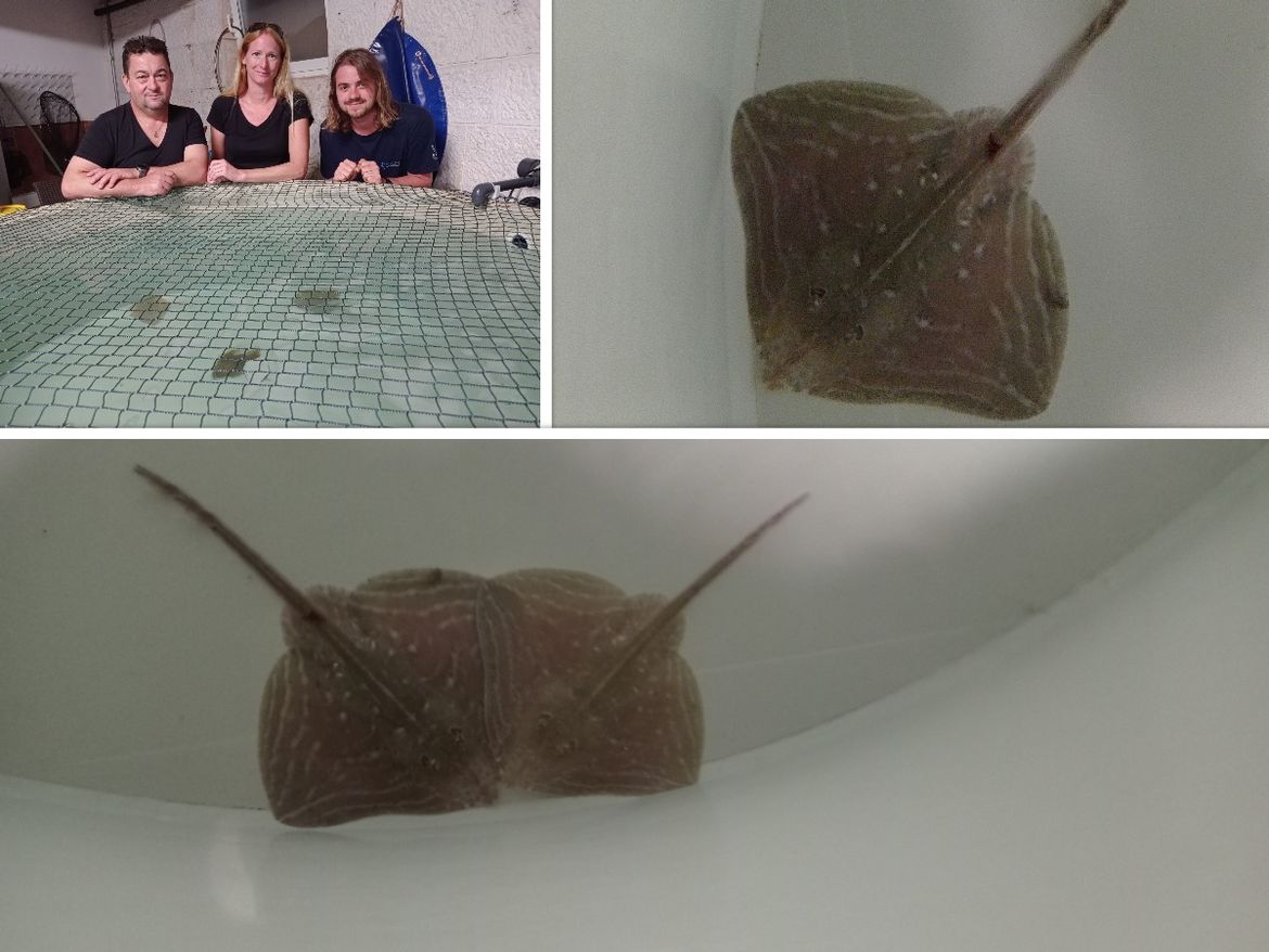 Novi mali stanovnici stigli u pulski akvarij!