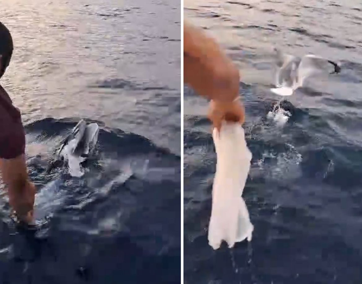 VIDEO Spasio galeba od patnje s plastičnom vrećicom