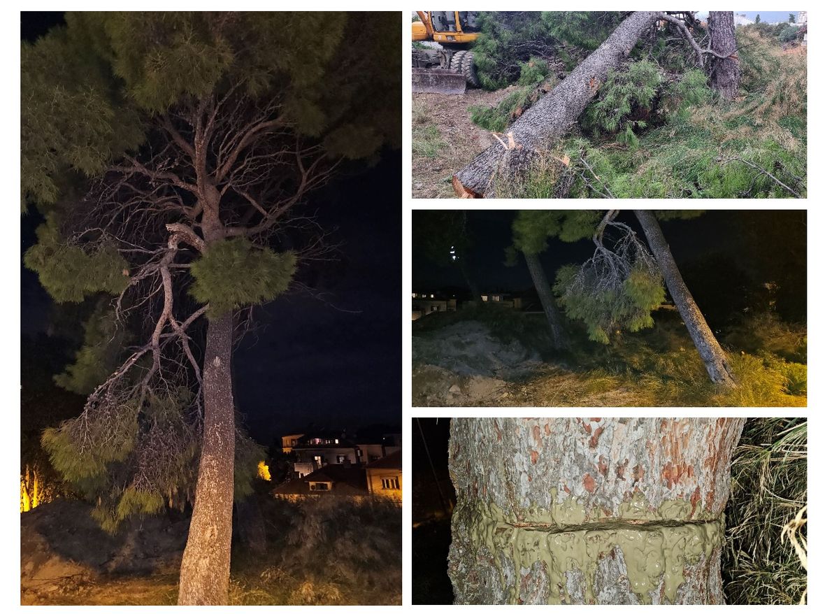 FOTO Splićani se borili za veliko stablo bora, jutros rano ga netko srušio -  Dogradonačelnik objavio: "Teroristi!"