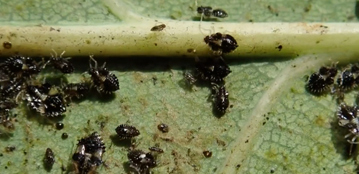 Stjenice napale neboder u Rijeci - "Djeca imaju po 30-ak uboda, ni u školu ne idu"