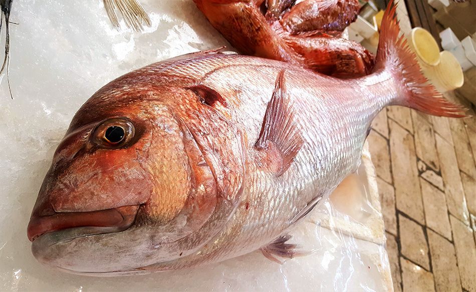 Na šibensku peškariju stigao zubatac težak 7,60 kilograma