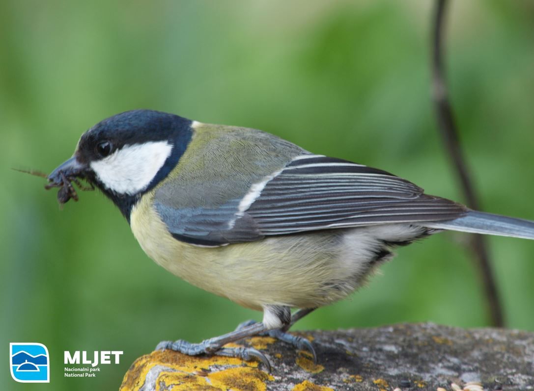 Velika sjenica, 'Parus major', cjelogodišnji stanovnik otoka Mljeta