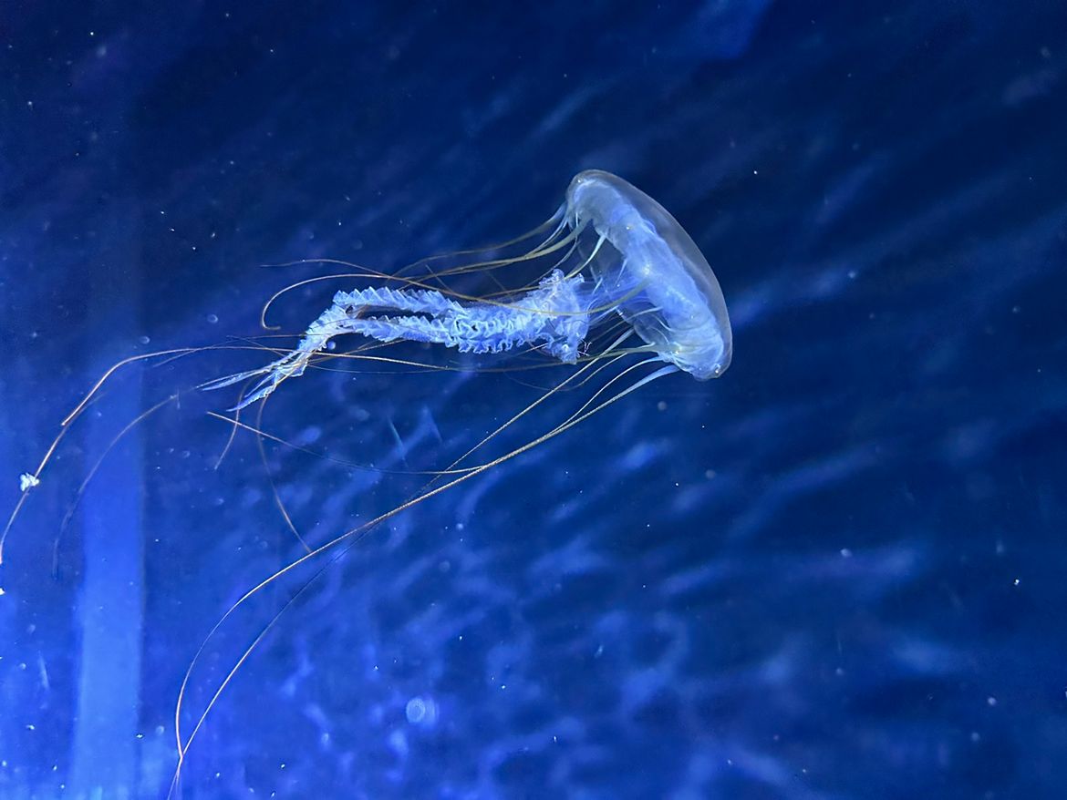 Pacifička morska kopriva iz sjeveroistočnog Tihog oceana, novi je stanovnik Aquariuma Pula