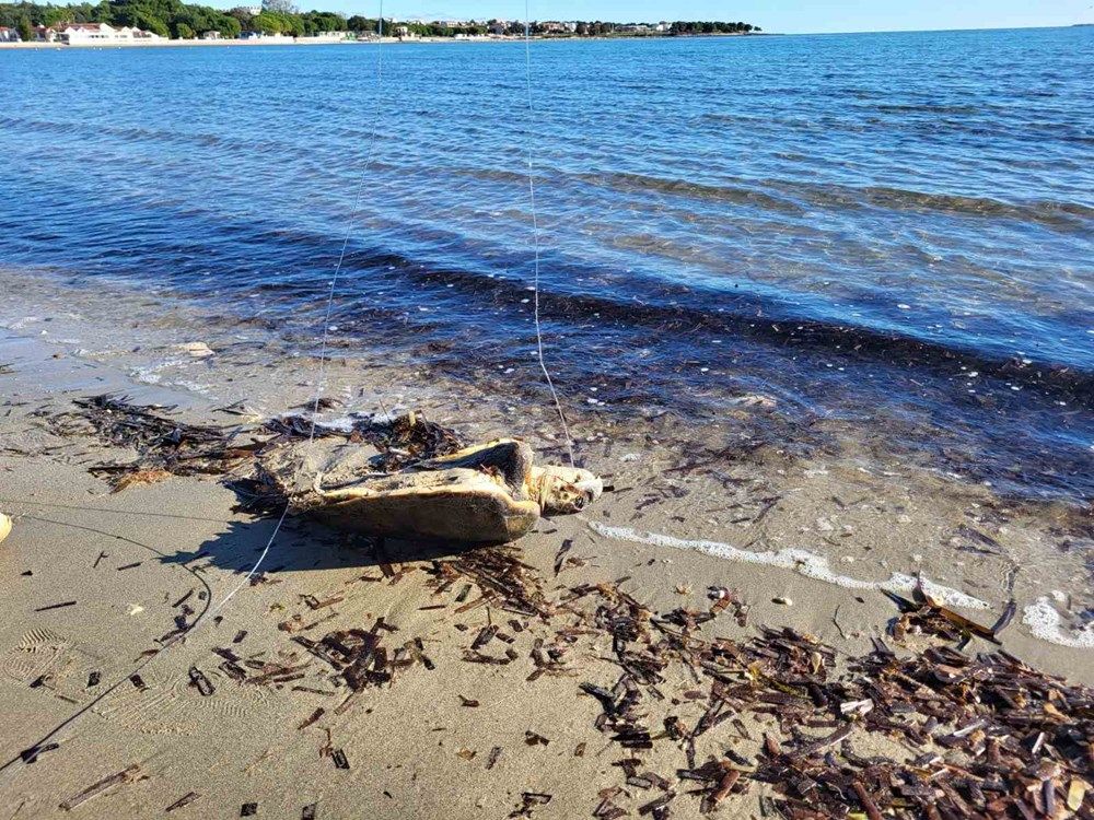 Uginula glavata želva pronađena na medulinskoj plaži