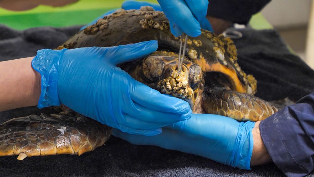 Glavate želve se oporavljaju - Sve ih je više u Mediteranu