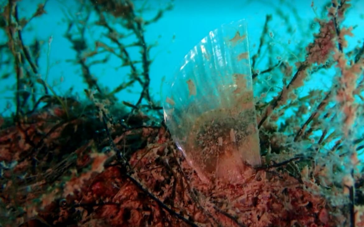 U akvatoriju Poreča pronađene bebe plemenite periske