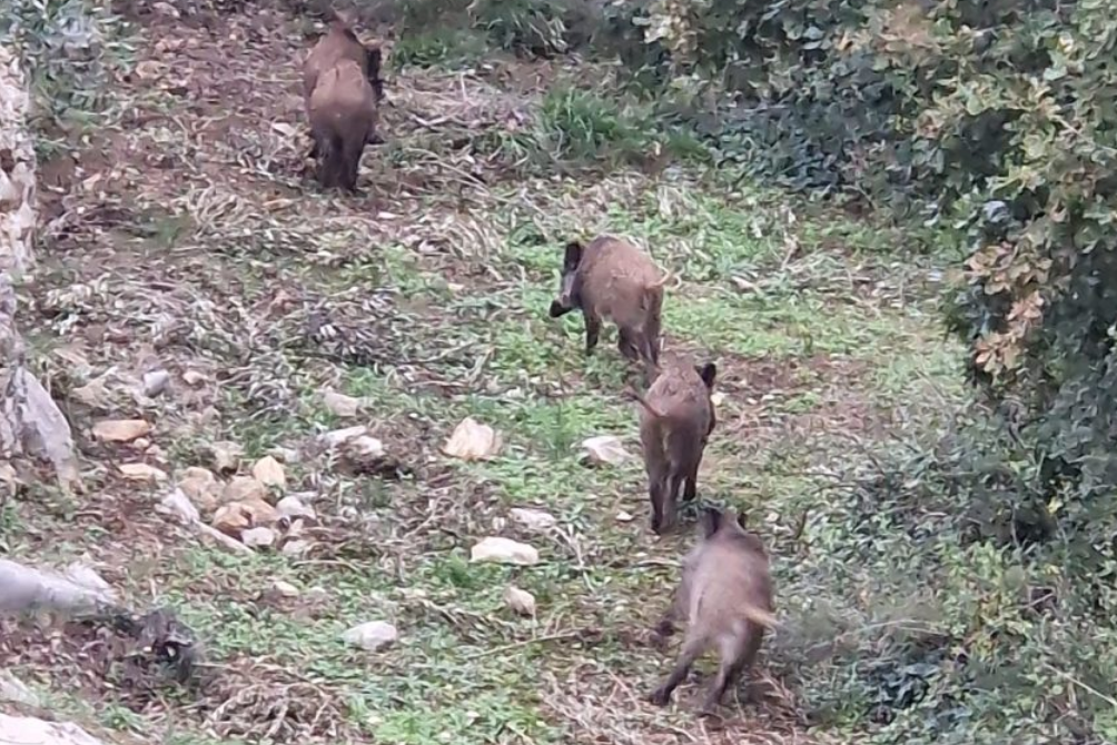 Divlje svinje okupirale Kaštela -  stanovnici u strahu!