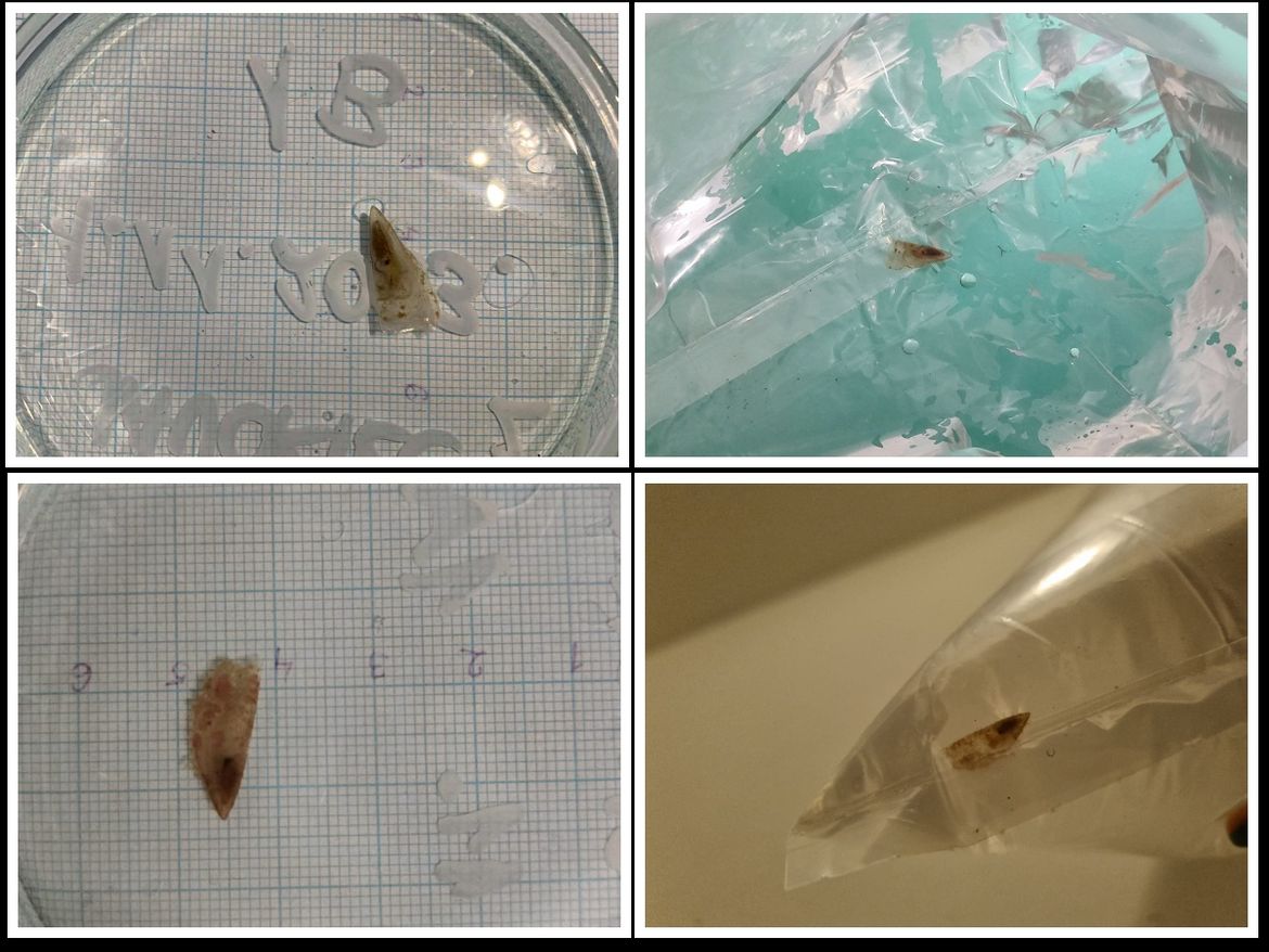 Prošlog tjedna su u pulsko "Plemenito utočište" pristigle 2 juvenilne plemenite periske