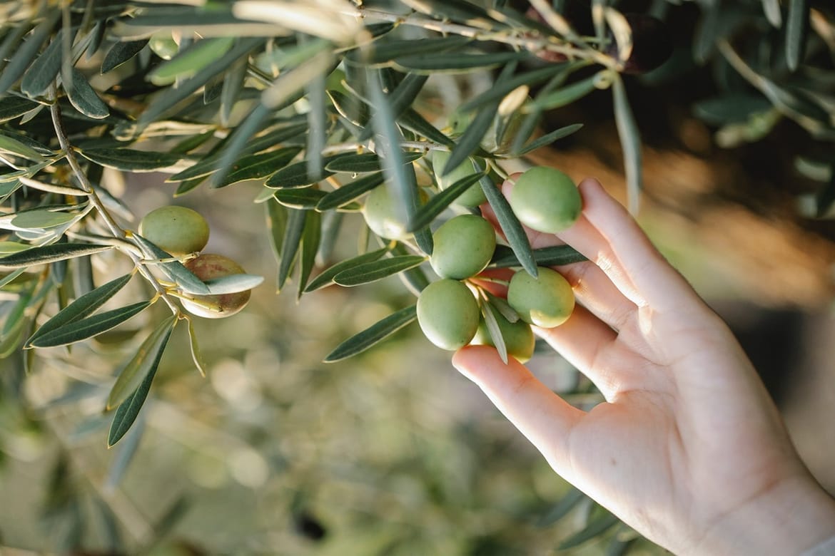 Splitski profesor zvao učenike da mu beru masline: "Plaćao ih pivom, izostancima i cigaretama"