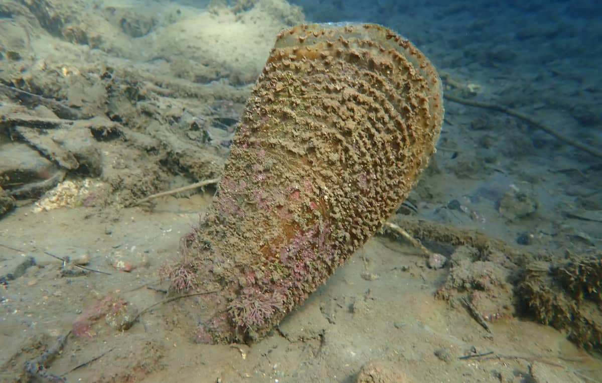 FOTO Divne vijesti iz Poreča - Pronađeno 78 živih juvenilnih periski, najviše na Sredozemlju!