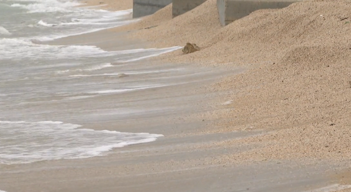 Nasipavanje plaža neprirodnim materijalima ozbiljno utječe na živi svijet mora - Evo i kako