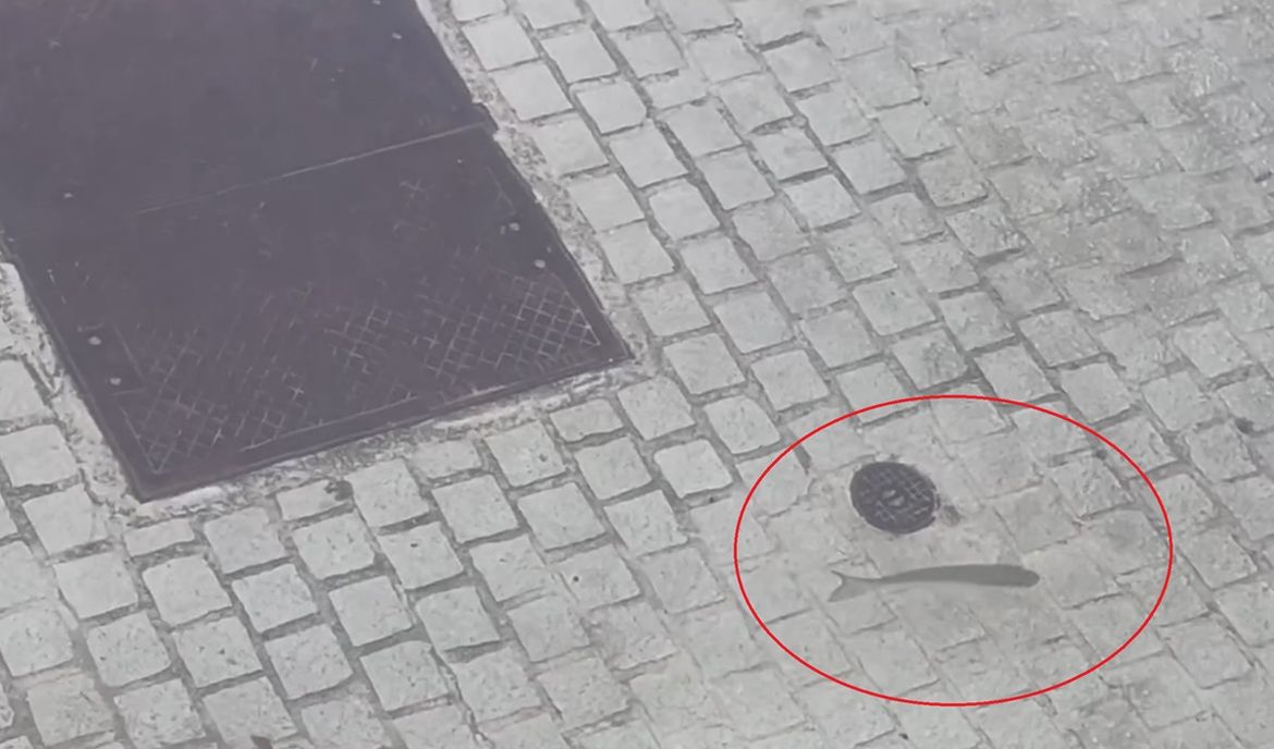 VIDEO Poplavljenom cestom i rivom u Novigradu plivaju ribe!