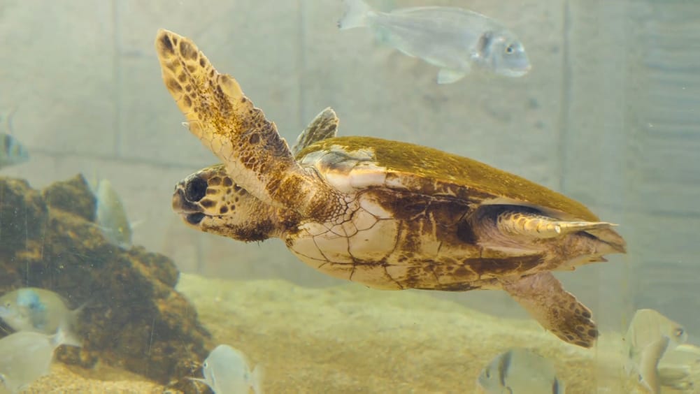 Što u slučaju pronalaska uginulih, bolesnih ili ozlijeđenih, strogo zaštićenih morskih životinja?
