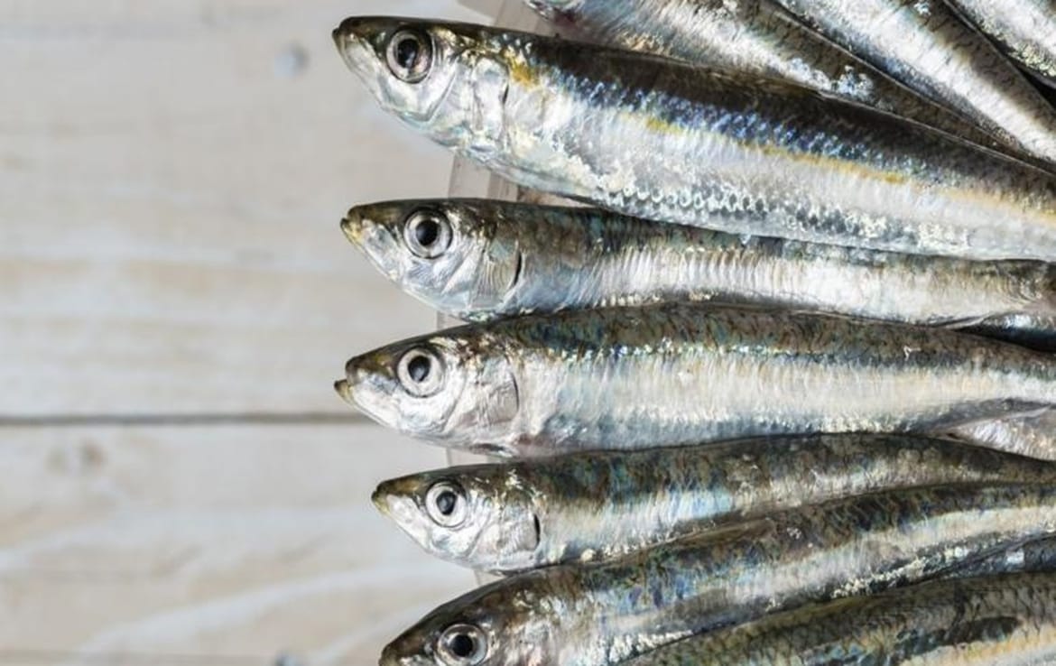 Općina Medulin predstavlja digitalnu kuharicu “Ulov dana”