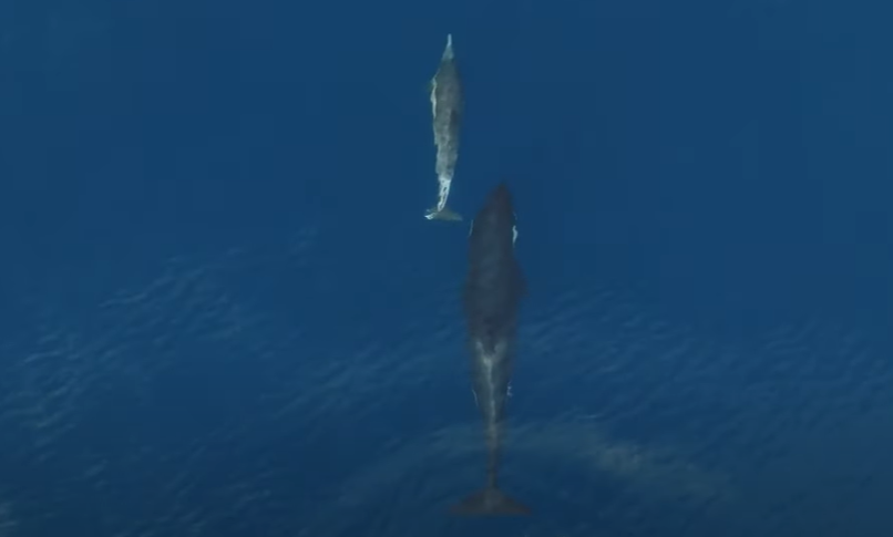 VIDEO Pogledajte kako" kitovi ubojice" svoje mladunce uče loviti!