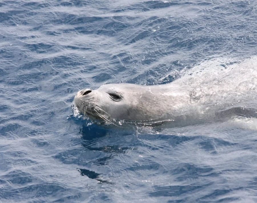 Na jugu Jadrana viđena sredozemna medvjedica!