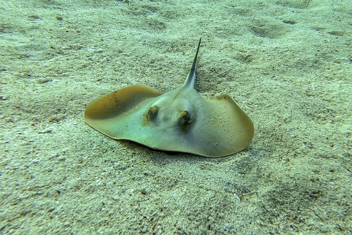 Žutuga, Dasyatis pastinaca - riba uvrštena u Crvenu knjigu morskih riba Hrvatske, gdje je svrstana u osjetljivu vrstu