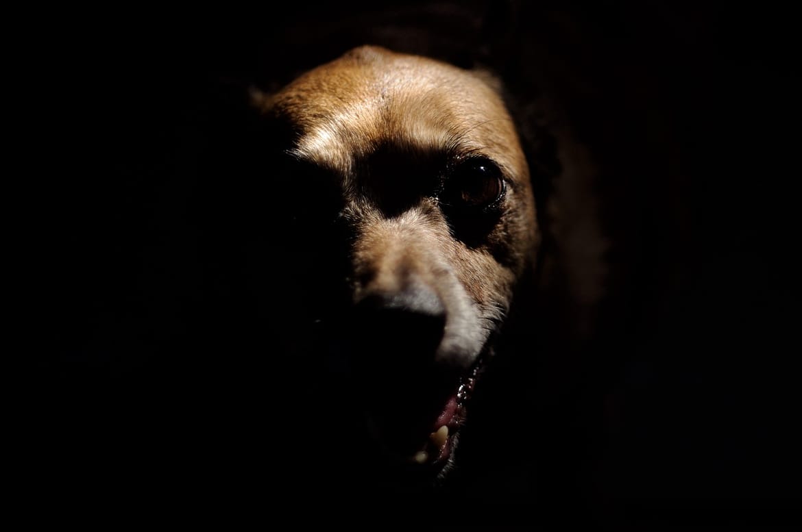 Vlasnica psa s Brača kaže da nije vrijeđala policajce, policija tvrdi suprotno: "Pogledajte na što ličite"