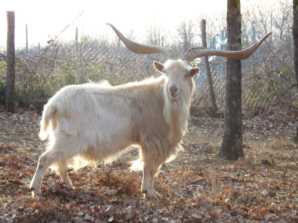 Uzgajivači i Istarska županija bore se za opstanak istarske koze, životinje koja je u prošlosti spasila mnoge obitelji od gladi