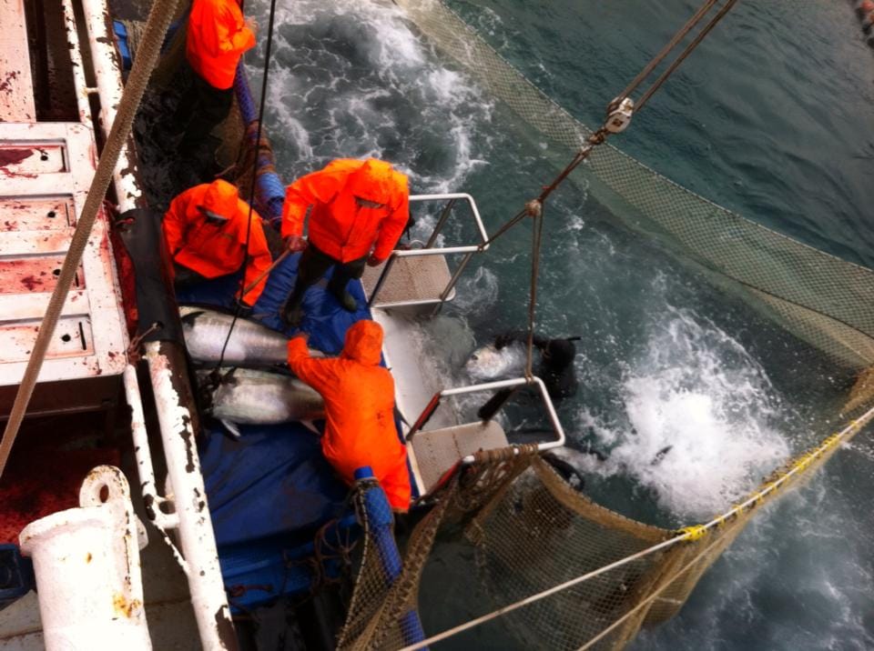 Japanka u uzgajalištu tuna na Ugljanu dobila nezakonit otkaz jer je navodno vrijeđala Japance