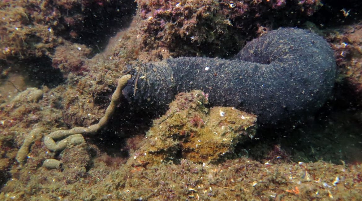 Obični trp (Holothuria tubulosa)