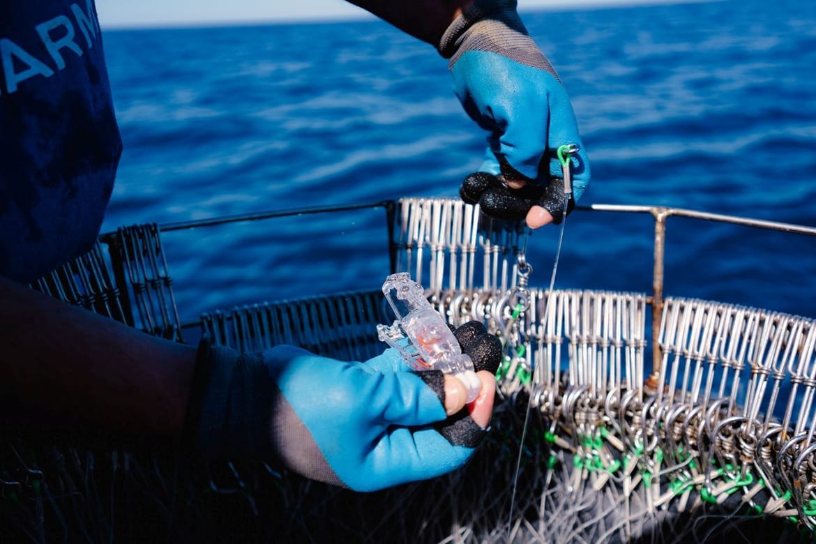 Suradnja s ribarima za očuvanje morskih ptica: Smanjenje slučajnog ulova inovativnim ribolovnim alatima