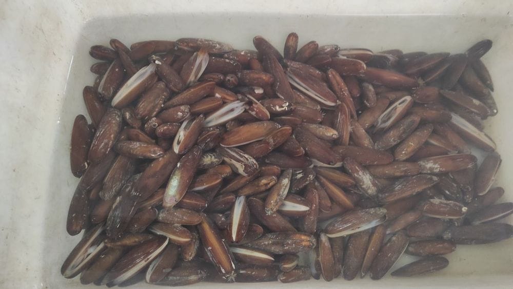 USKOK podignuo optužnicu protiv bande od 16 krijumčara prstaca, ježinaca i trpova!