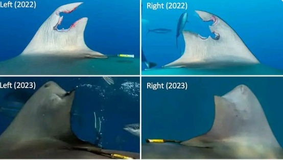 Morski pas regenerirao prethodno strašno oštećenu peraju!