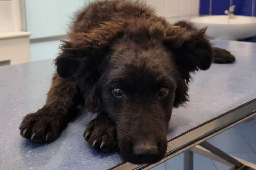 Skloništu za životinje u Crikvenici zabranjen rad - pse su držali u groznim uvjetima!