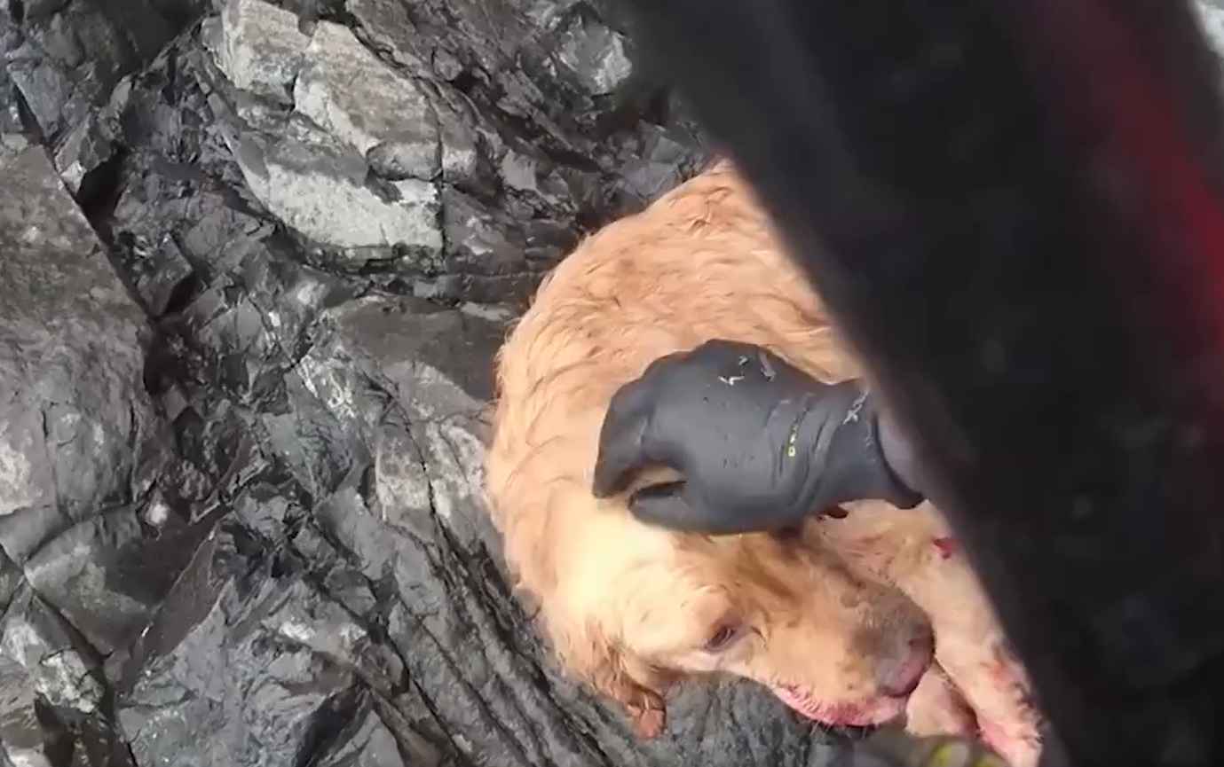 DIRLJIV VIDEO Pogledajte kako  obalna straža spašava psa koji je pao s 90 metara visoke litice
