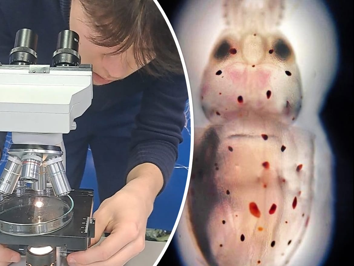 VELIČANSTVENE LIGNJE „Baby boom“ u Pomorskoj školi Split