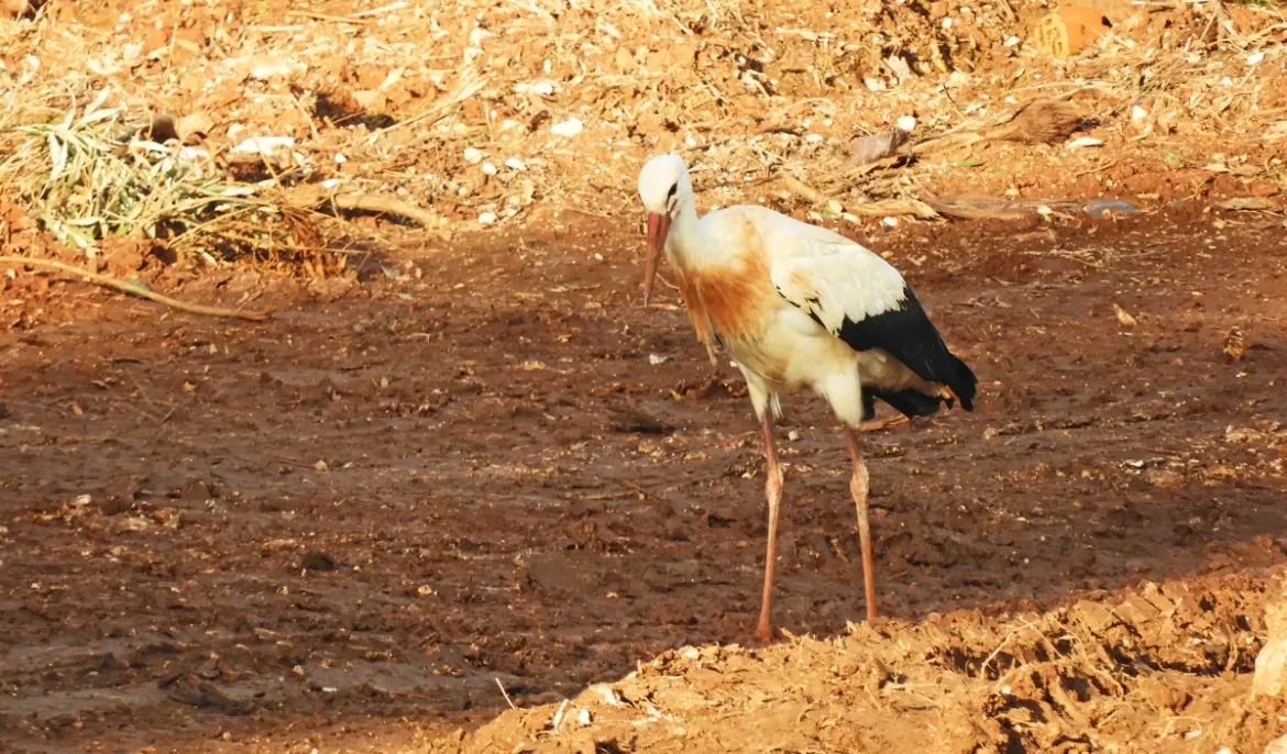 Nesvakidašnja pojava - U južnu Istru došla prezimiti bijela roda
